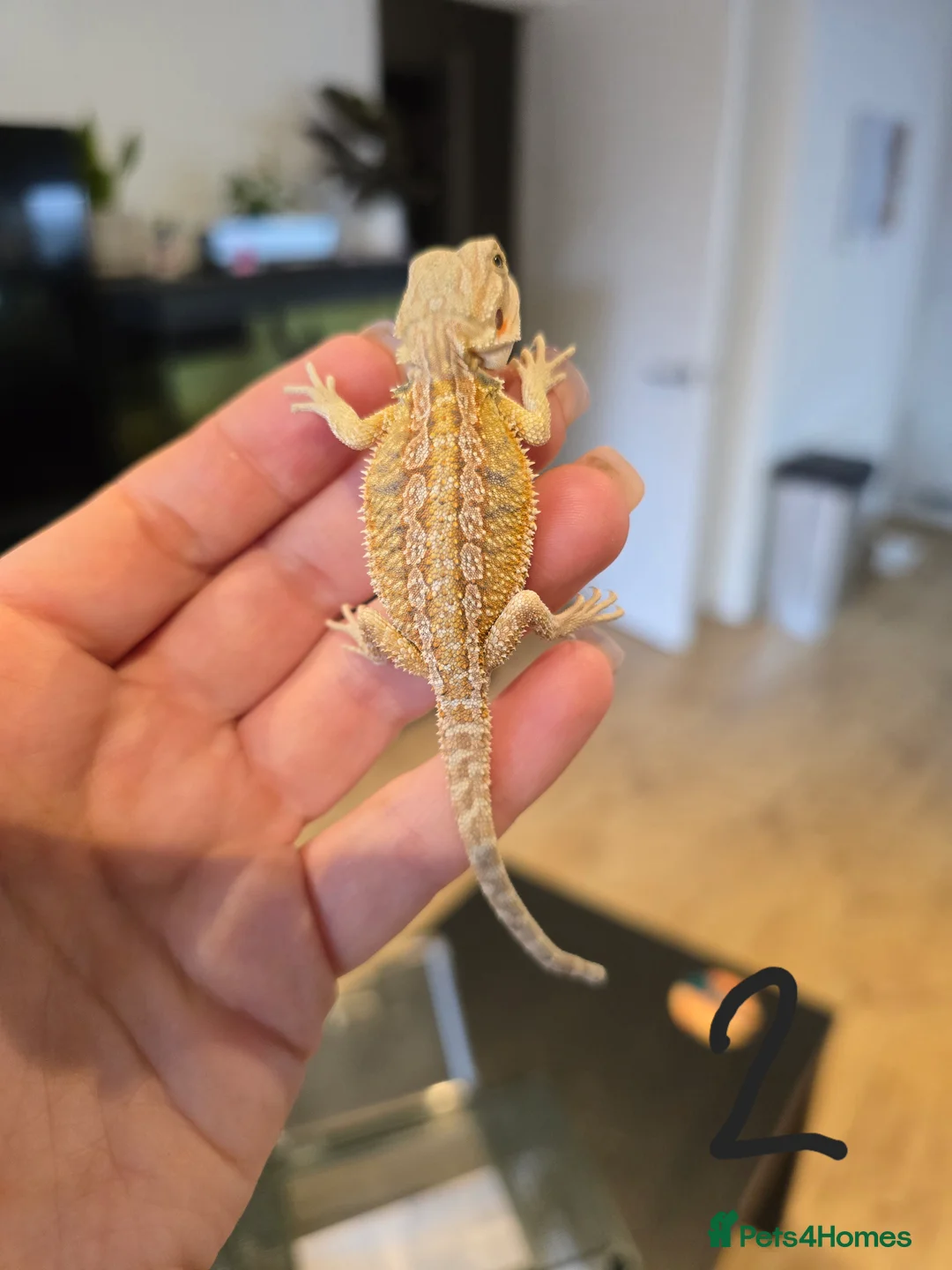Bearded Dragon reptiles for sale: Baby bearded dragons  - Advert 2