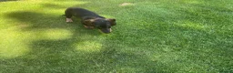 Dachshund dogs for sale: Standard Wirehaired Dachshund Puppy - Advert 10