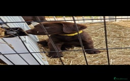 Labrador Retriever dogs for sale: KC REG.. READY NOW!. CHOCOLATE LABRADOR  - Image 16