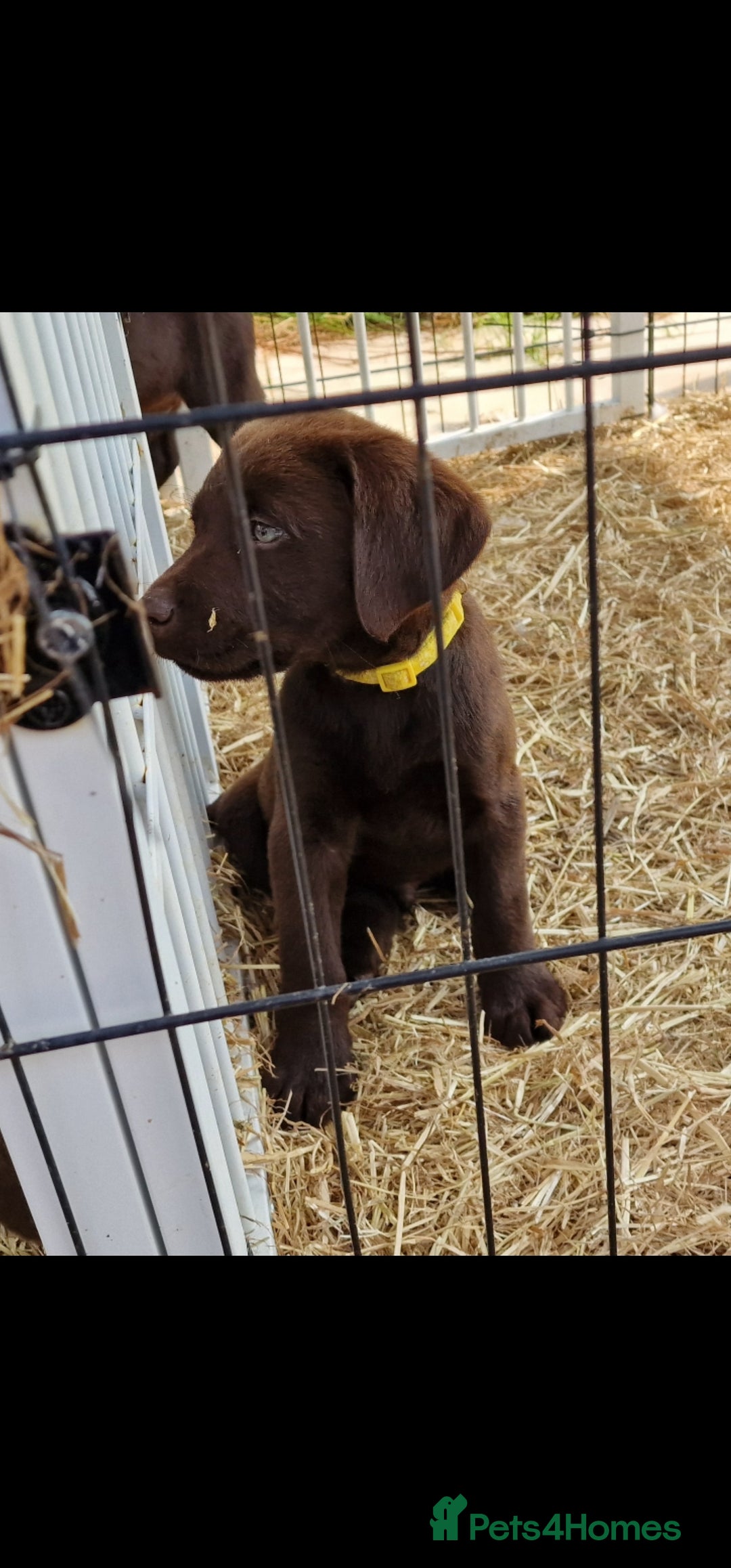 Labrador Retriever dogs for sale: KC REG.. READY NOW!. CHOCOLATE LABRADOR  - Image 16