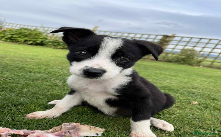 Border Collie dogs - Advert 4