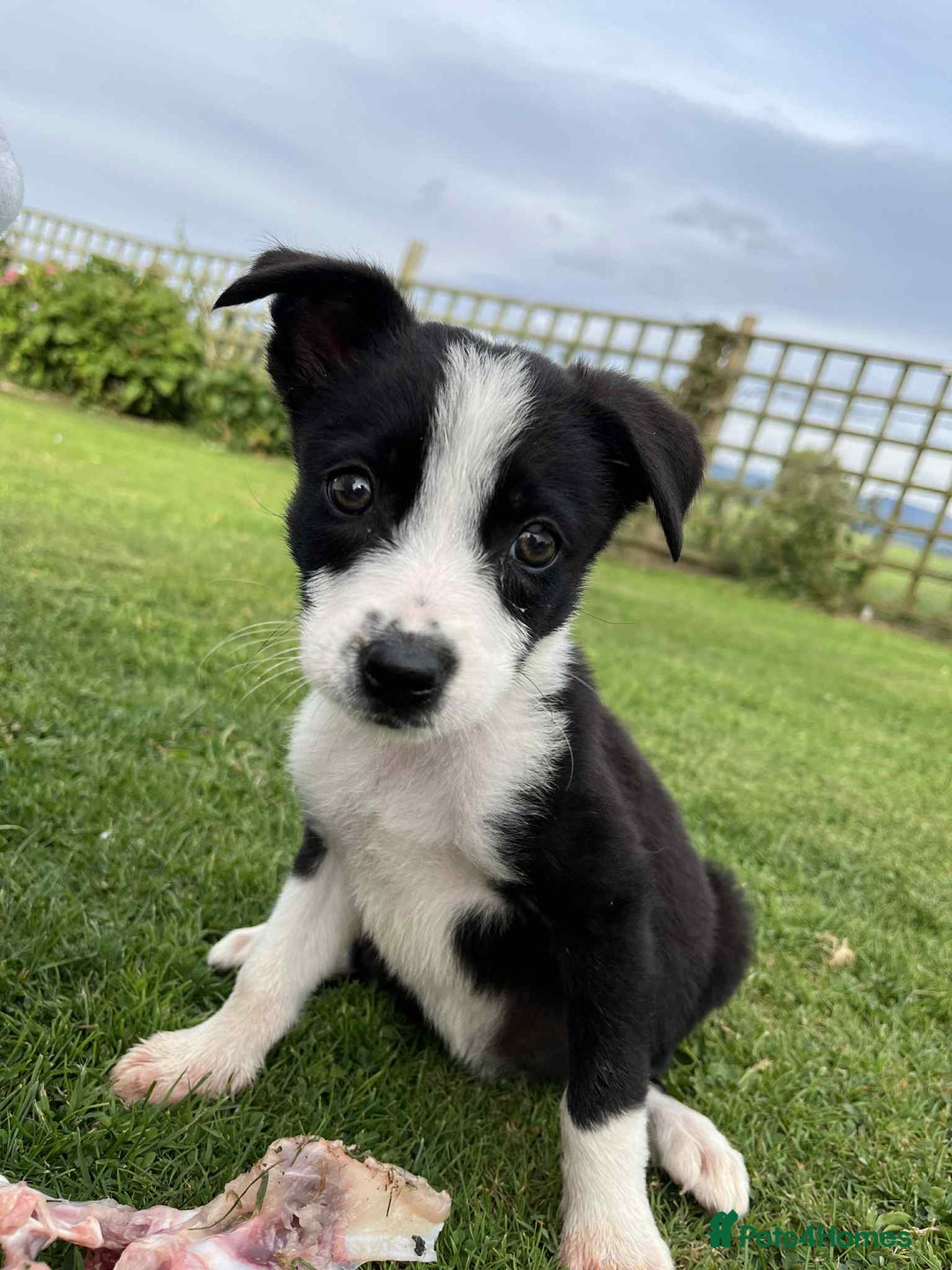 Border Collie dogs for sale: Border Collies  - Image 1