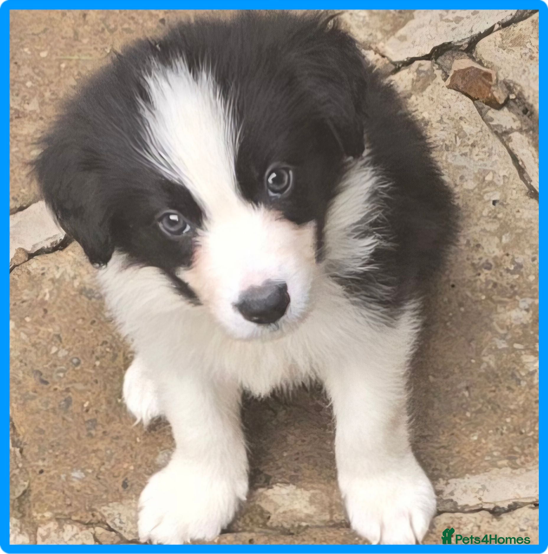 Border Collie dogs STUNNING HEALTH-TESTED BORDER COLLIES - Advert 1