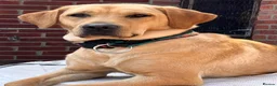 Labrador Retriever dogs for sale: Beautiful litter of mixed puppies  - Advert 27