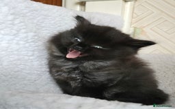 Ragdoll cats for sale: The most adorable black Ragdoll with grey maine - Image 3