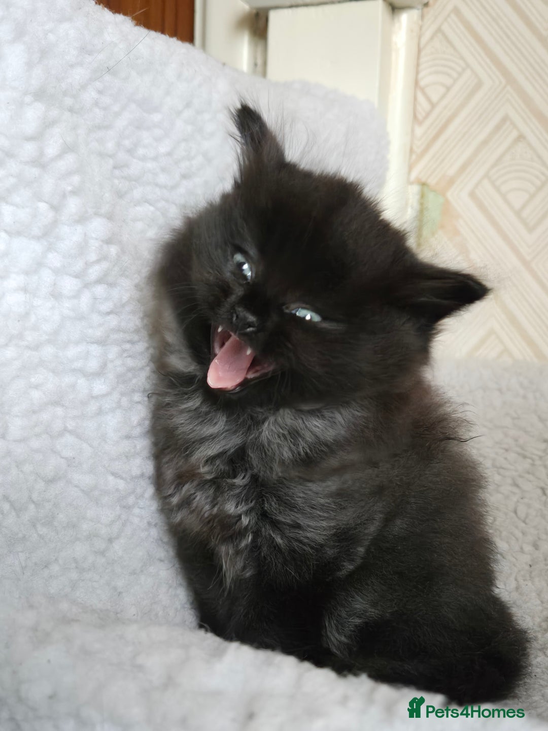 Ragdoll cats for sale: The most adorable black Ragdoll with grey maine - Image 3