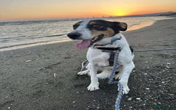 Mixed Breed dogs for adoption: Meet Comet – A Loyal Heart Waiting for His Chance - Image 1