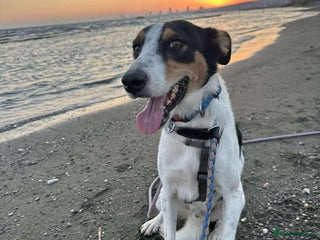 Mixed Breed dogs - Advert 34