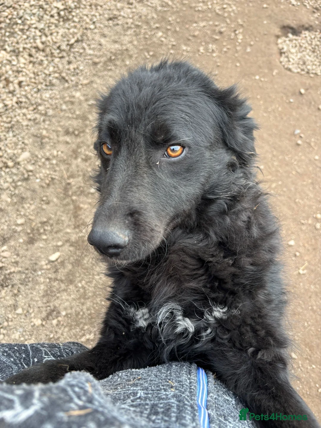 Mixed Breed dogs for adoption: Astra is looking for a family  - Advert 2