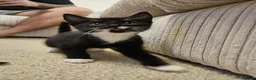 Mixed Breed cats for sale: 3 beautiful kitten ready to go immediately - Advert 3