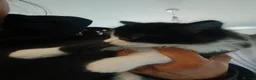 Mixed Breed cats for sale: 2 fluff beautiful kittens  - Advert 9