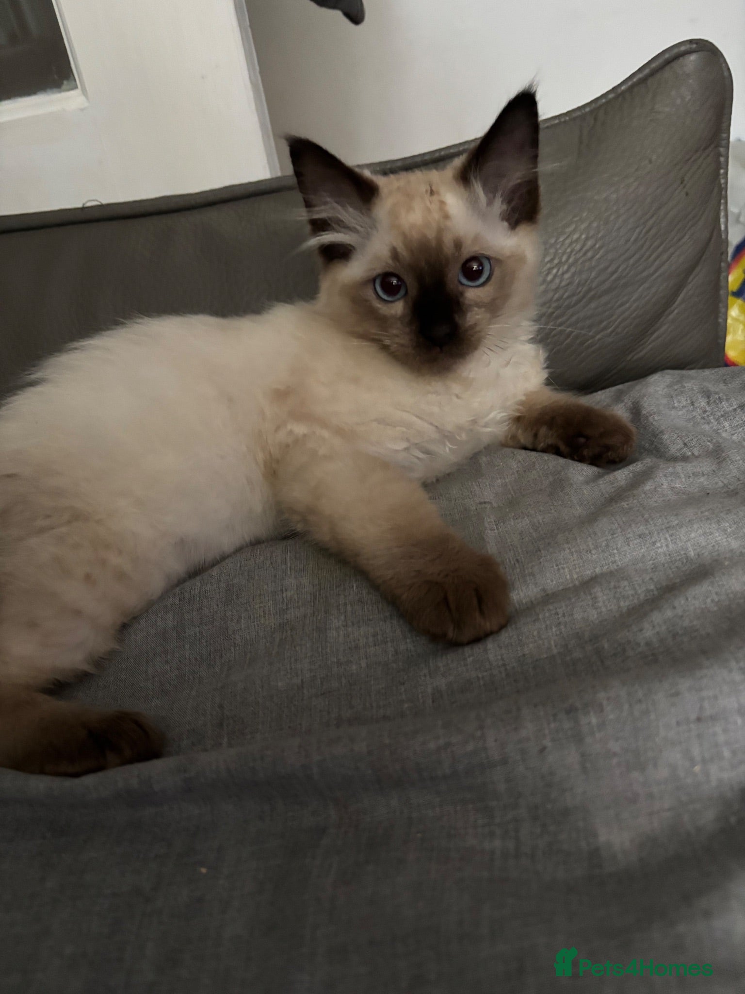 Ragdoll cats ready now extremely loving playful ragdolls  - Advert 4