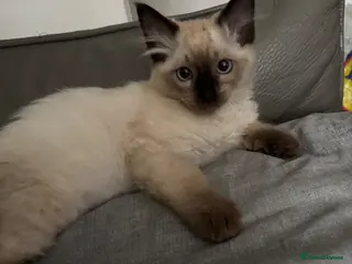 Ragdoll cats Stunning boy/girl extremely loving.playful 😻😻 - Advert 2