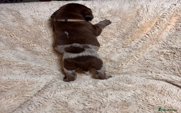 German Shorthaired Pointer dogs for sale: German Shorthaired Pointer Puppies - Leeds - Advert 9