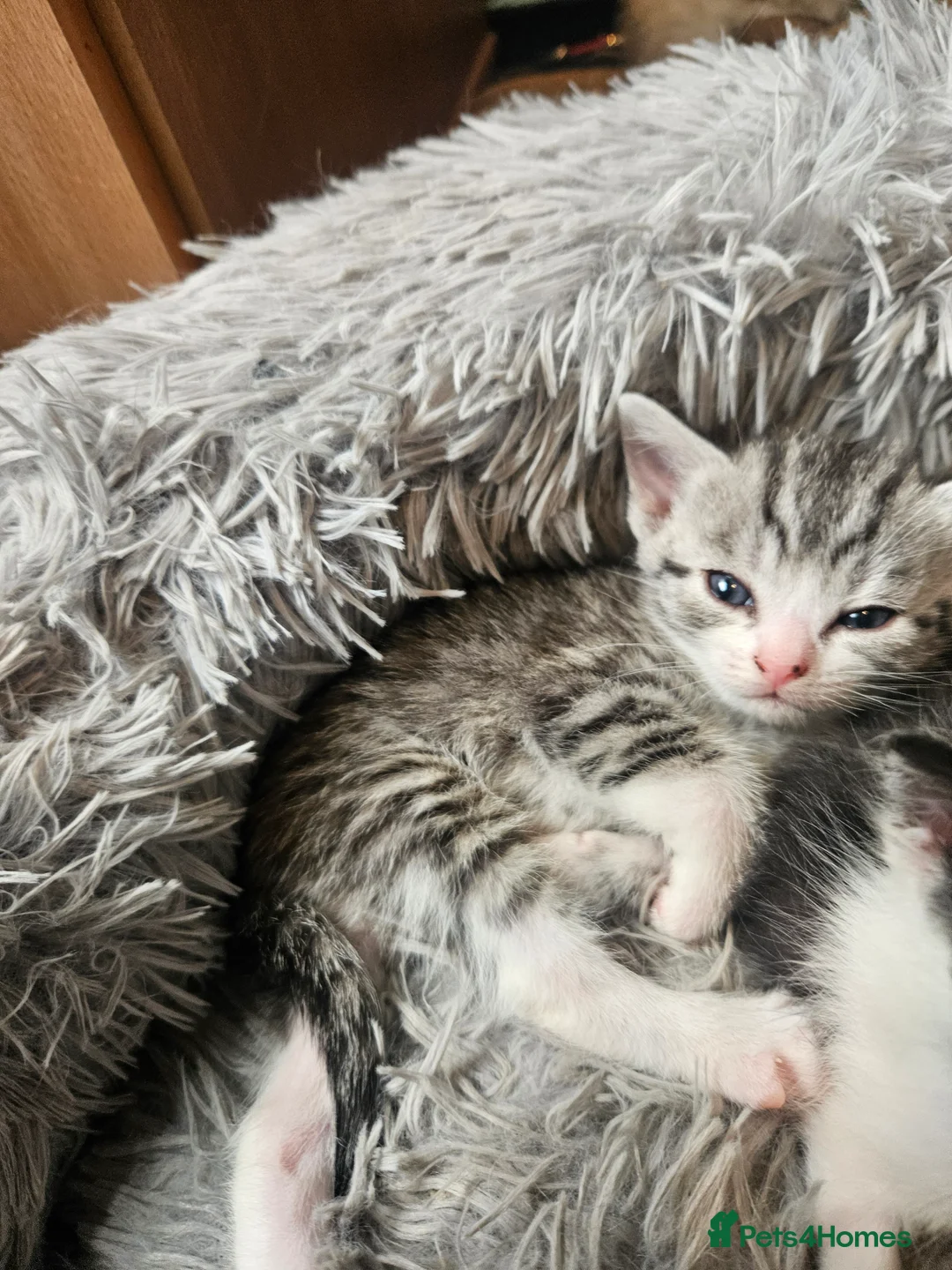 Mixed Breed cats for sale: Beautiful kittens  - Advert 2