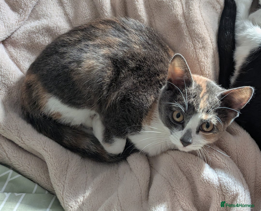 British Shorthair cats for sale: Calico Kitten - Advert 1