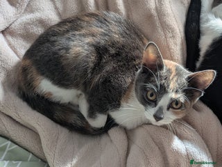 British Shorthair cats Calico Kitten - Advert 4