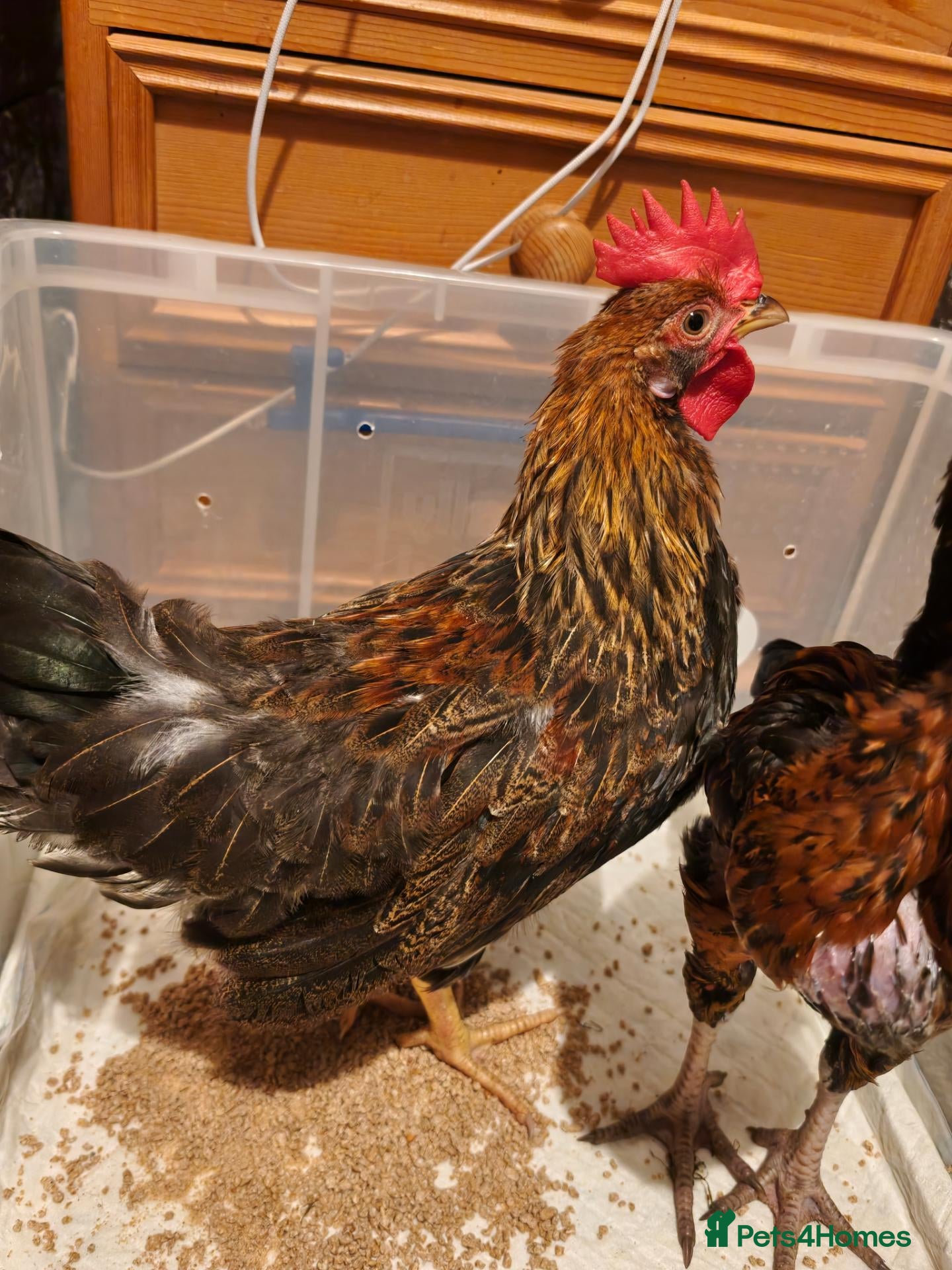 Chickens poultry 2 male chickens for sale - Advert 1