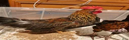 Chickens poultry for sale: 2 male chickens for sale - Advert 1