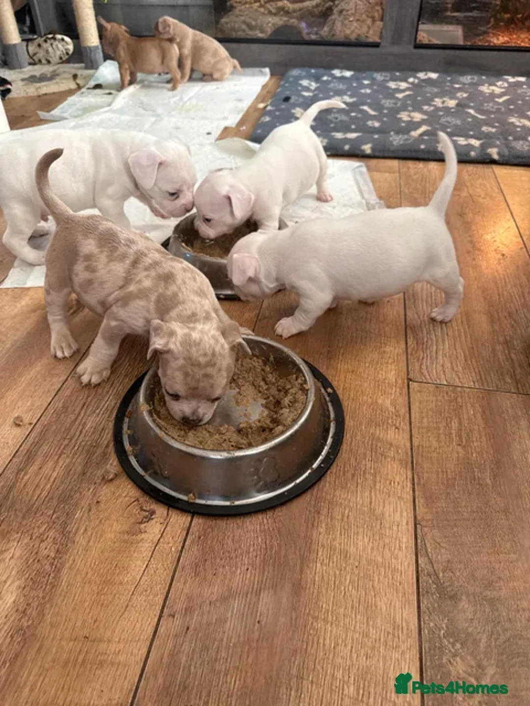 Mixed Breed dogs for sale: French bulldog x American bulldog Ready Now  - Advert 23