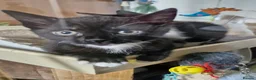 Mixed Breed cats for sale: very sweet female kitten - Advert 2