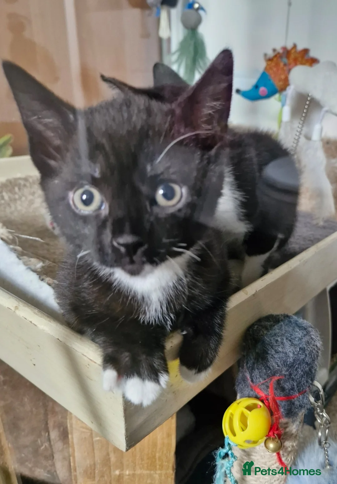 Mixed Breed cats for sale: very sweet female kitten - Advert 2