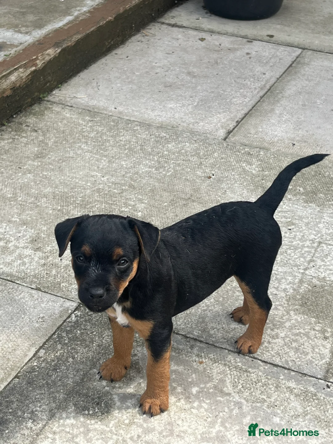 Patterdale Terrier dogs for sale: Patterdale terrier  - Advert 2
