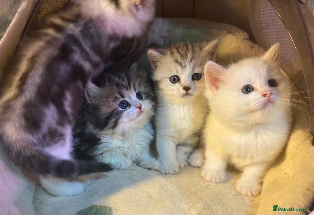 Munchkin cats for sale: Full Pedigree Munchkin Kittens  - Image 13