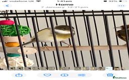 Finches birds for sale: Finches x 3 including Cage - Advert 3