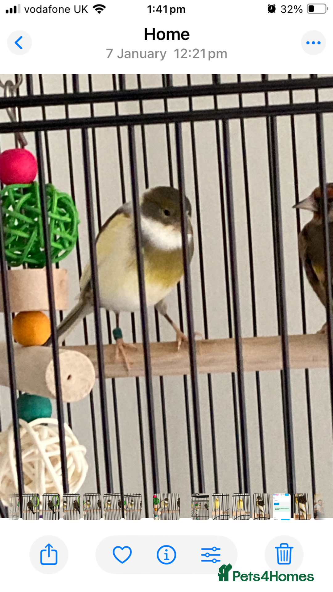 Finches birds for sale: Finches x 3 including Cage - Advert 3
