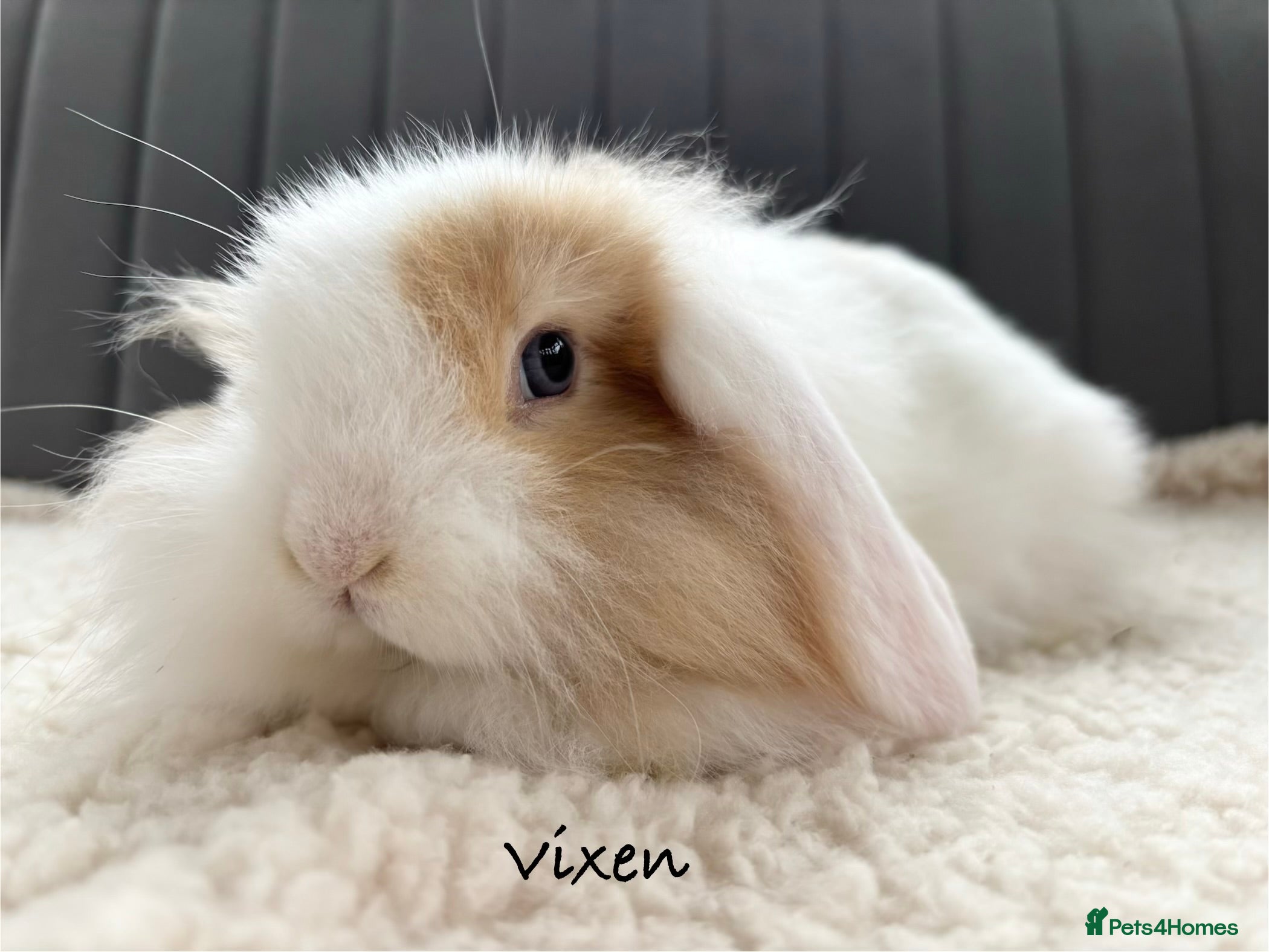 Mixed Breed rabbits Beautiful Fluffy Baby Rabbits- Ready to leave - Advert 1