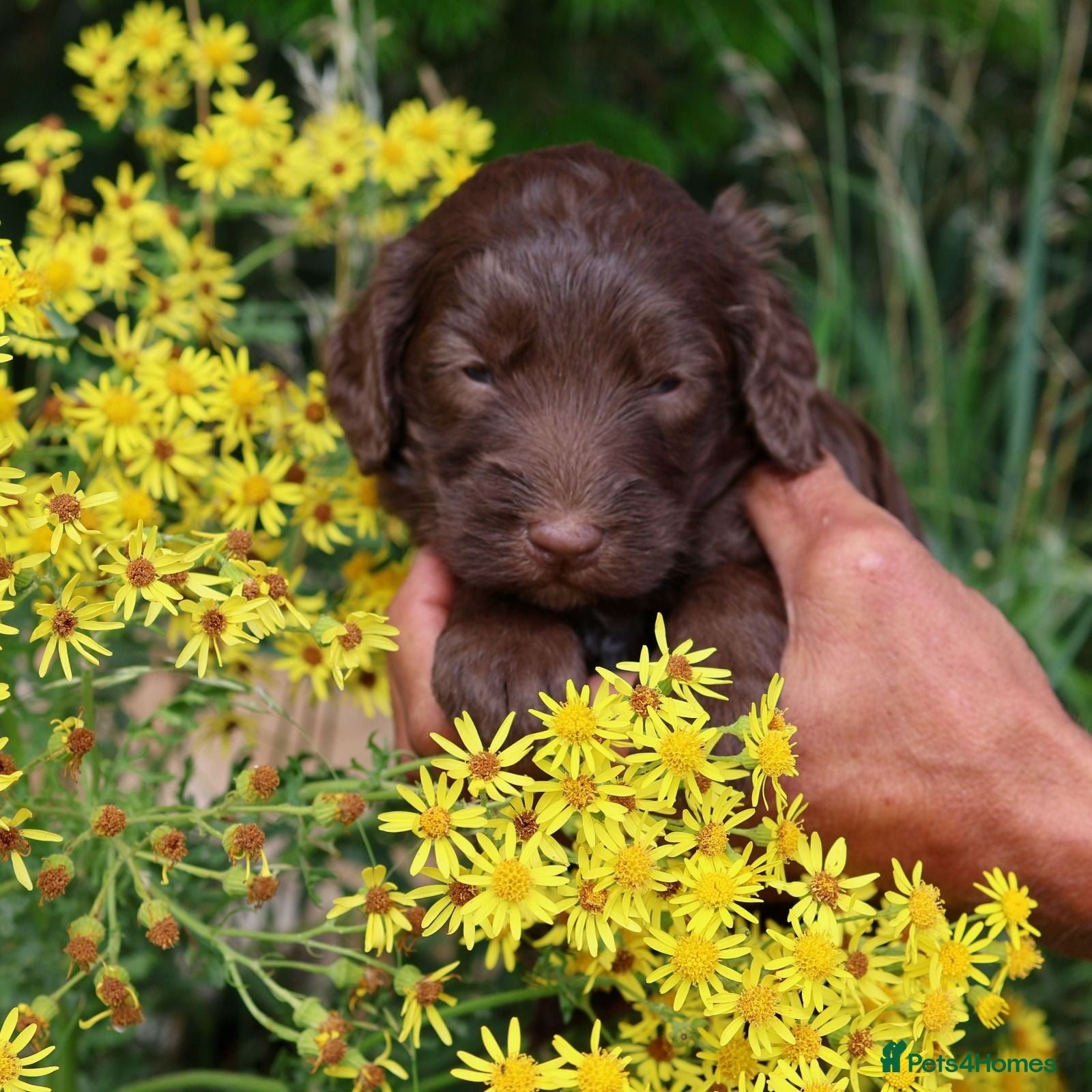 Labradoodle dogs 😃Straightforward, respectful,decisive buyers only - Advert 1