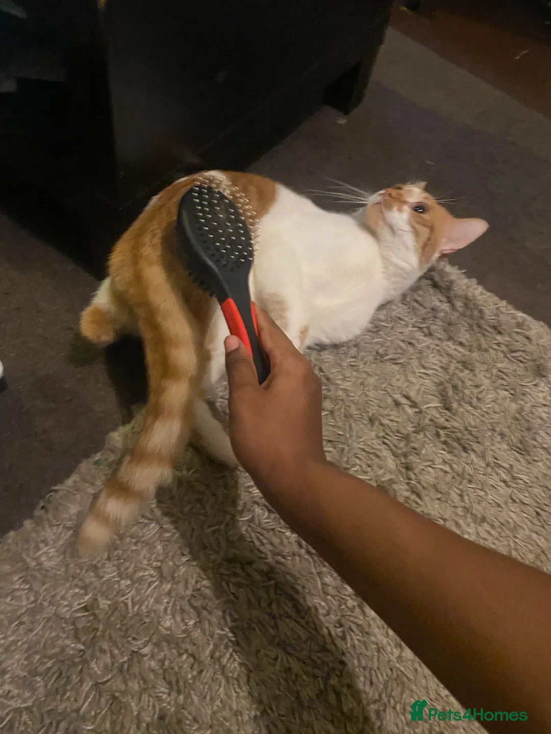 Mixed Breed cats for sale: Jiren  in Wolverhampton - Advert 2