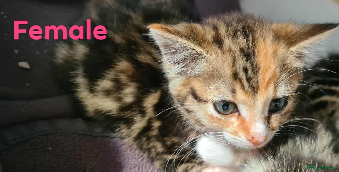 Mixed Breed cats for sale: 4 adorable kittens looking for their forever homes - Image 4