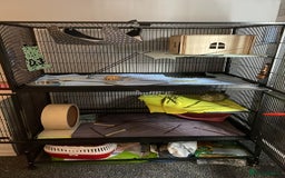 Chinchilla rodents for sale: 2 x male chinchillas and cage for sale  - Image 2