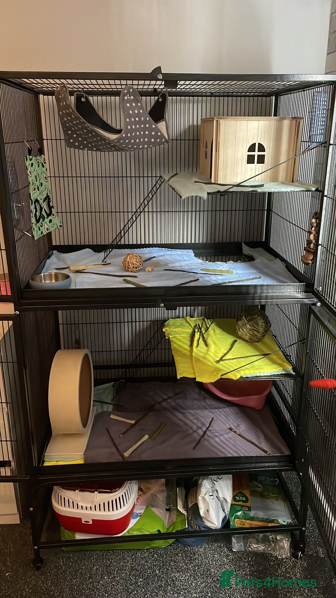 Chinchilla rodents for sale: 2 x male chinchillas and cage for sale  - Image 2