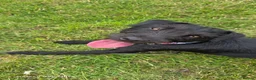 Patterdale Terrier dogs for sale: Bramble needs a new home - Advert 4