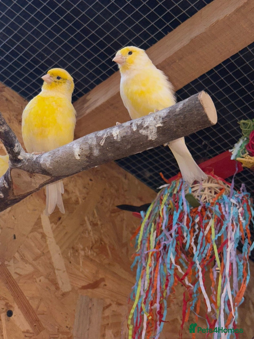 Finches birds for sale: Aviary birds various  - Image 2