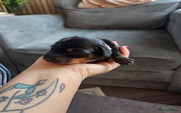 Dachshund dogs for sale: Beautiful Dachshund Puppies - Image 23