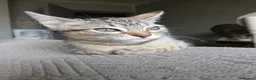 Bengal cats for sale: 3/4 Bengal Kittens - Advert 19