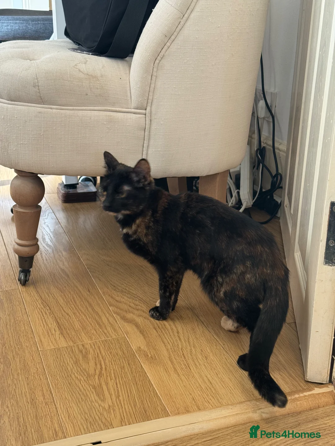 Mixed Breed cats for sale: Free Beautiful little cat in Colchester - Advert 2