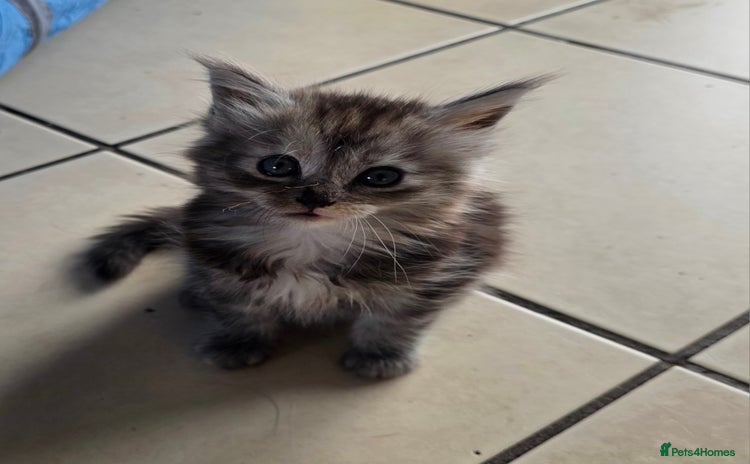 Maine Coon cats - Advert 3