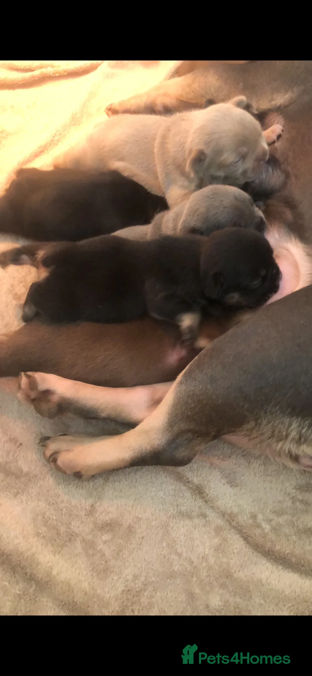 French Bulldog dogs for sale: French Bulldog girl - Advert 5