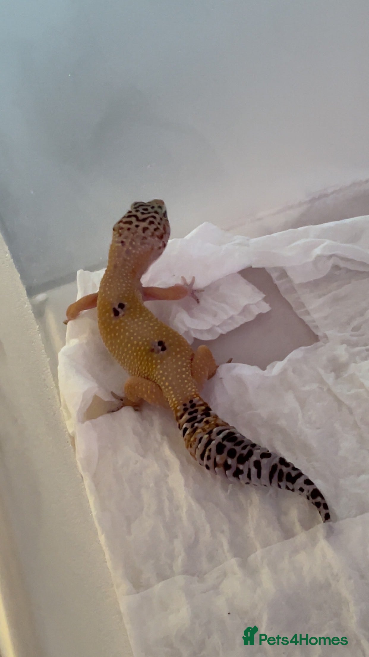 Leopard Gecko reptiles Young leopard gecko seeking new home  - Advert 5