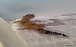 Leopard Gecko reptiles for sale: Young leopard gecko seeking new home  - Advert 1