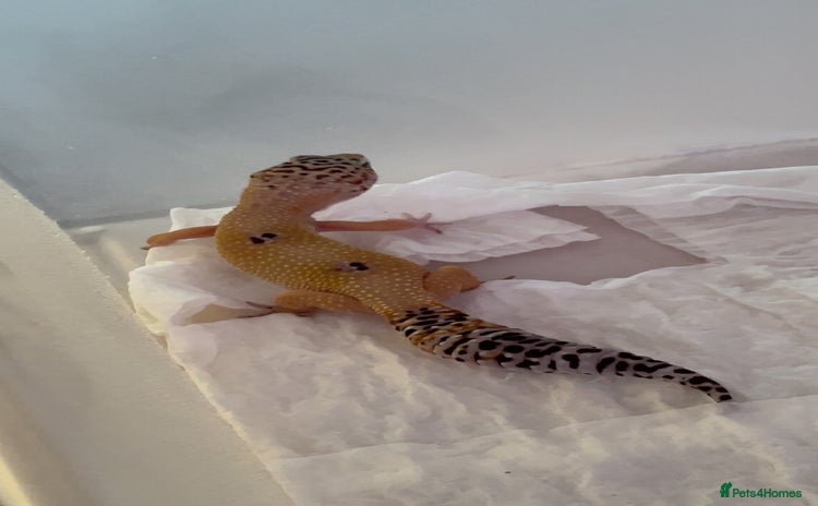 Leopard Gecko reptiles Young leopard gecko seeking new home  - Advert 1
