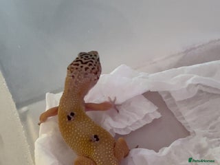 Leopard Gecko reptiles Young leopard gecko seeking new home - Advert 1