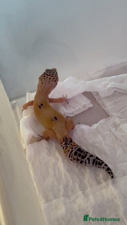 Leopard Gecko reptiles Young leopard gecko seeking new home - Advert 1