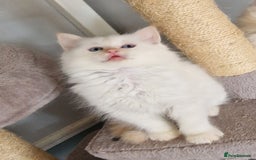 Ragdoll cats for sale: beautiful Ragdool ready for new parents - Image 14