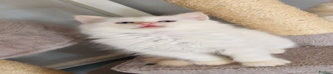 Ragdoll Kitten 2
